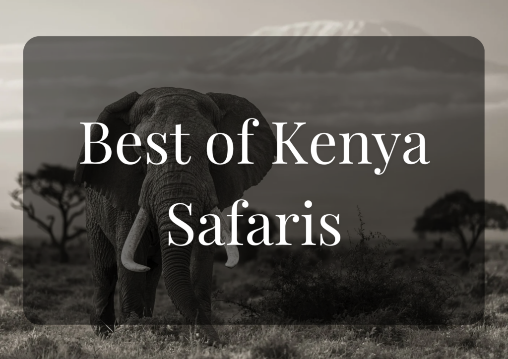 best of kenya safaris